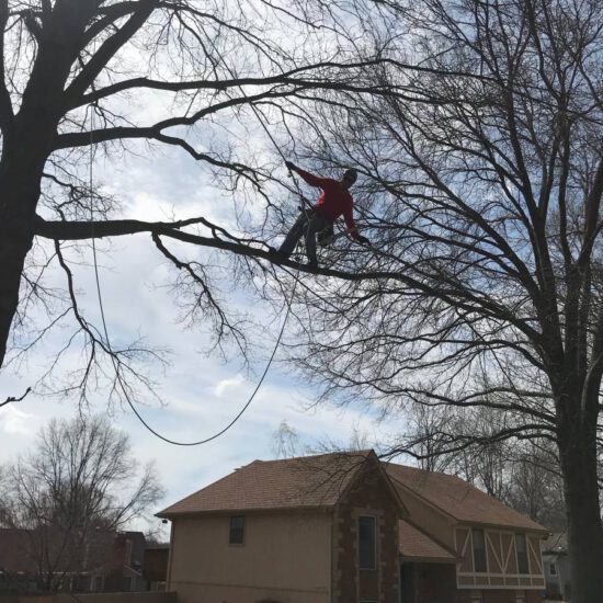 Tree Trimming Pruning