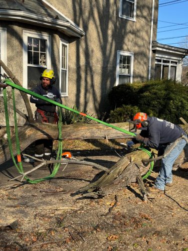 Emergency Tree Services