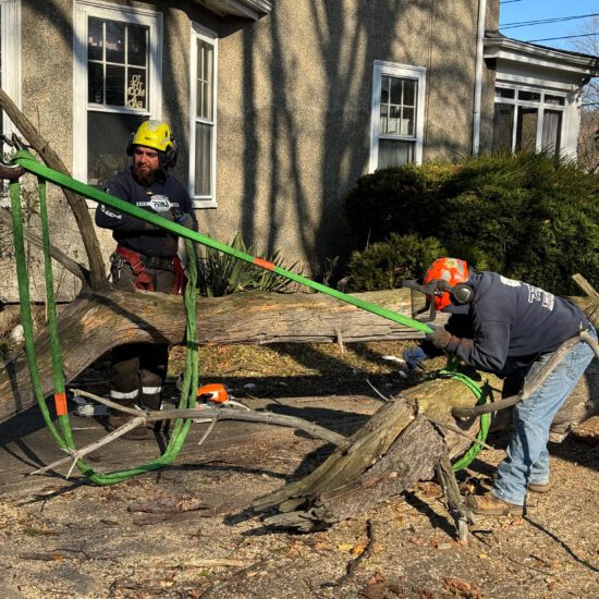Stump Removal / Grinding