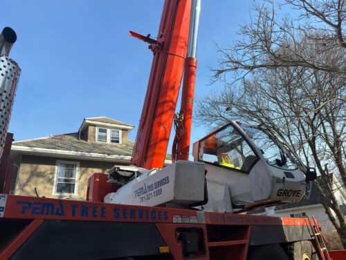 Tree Removal Services