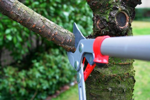 Shrub Trimming & Pruning
