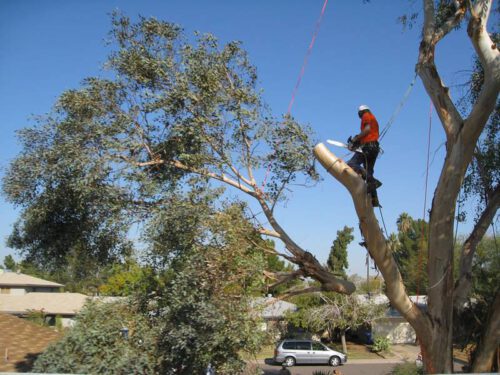 Tree Trimming and Pruning