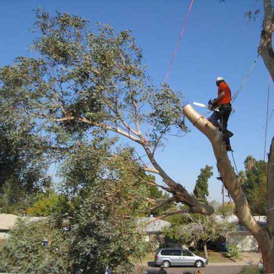 Tree Removal Service